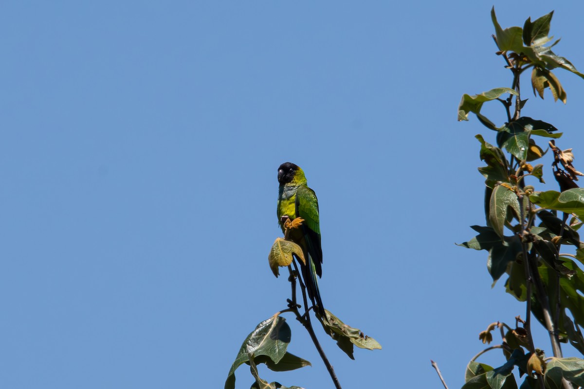 クロガミインコ - ML618687968