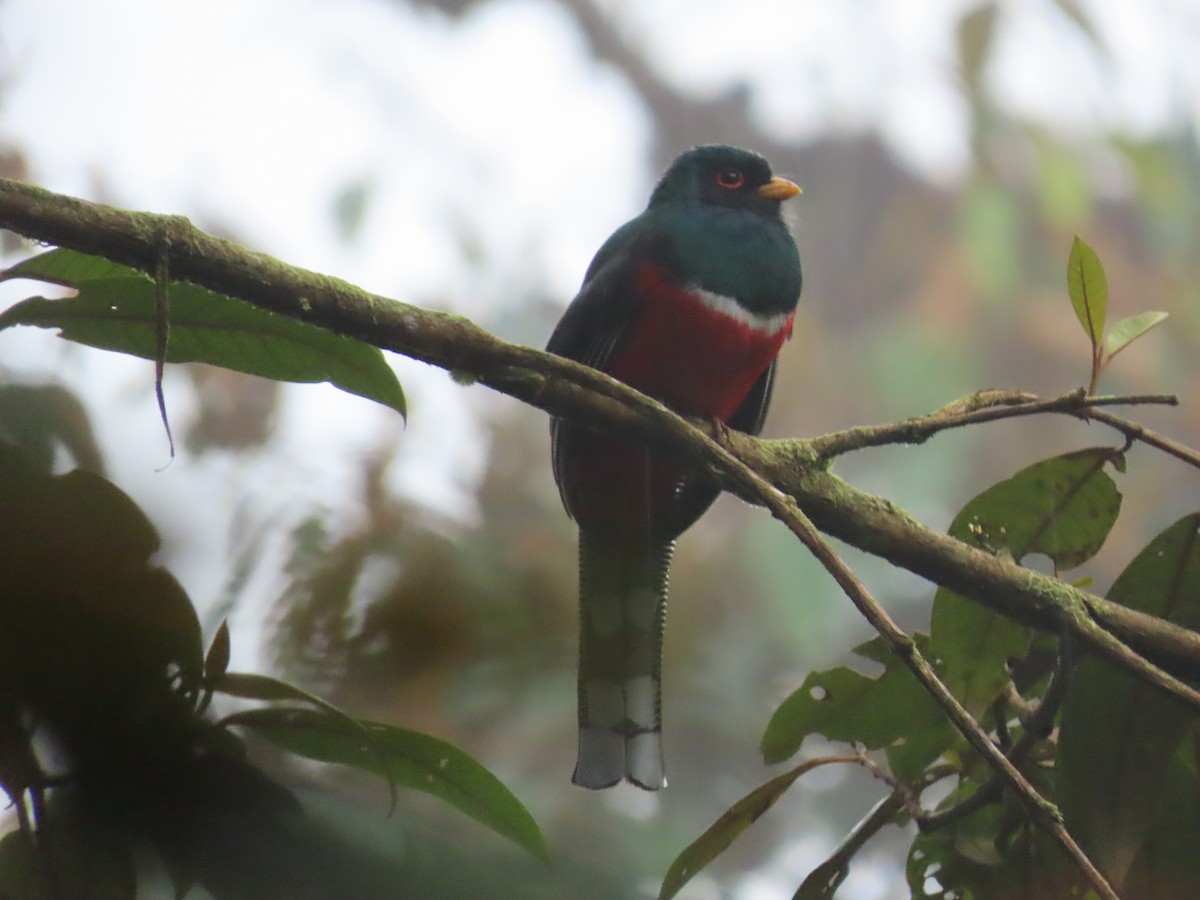 Masked Trogon - Nancy Leonard