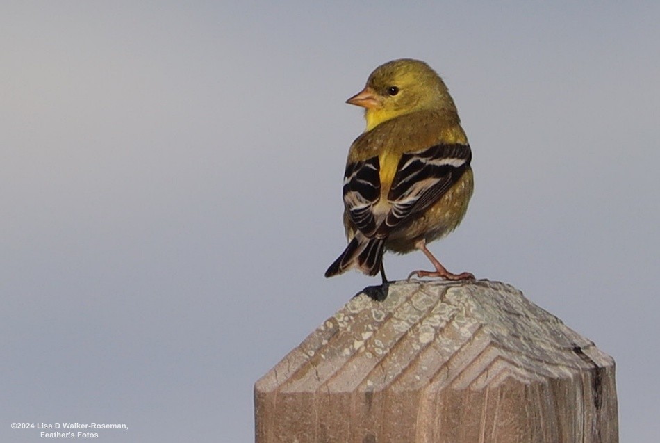 American Goldfinch - ML618688002