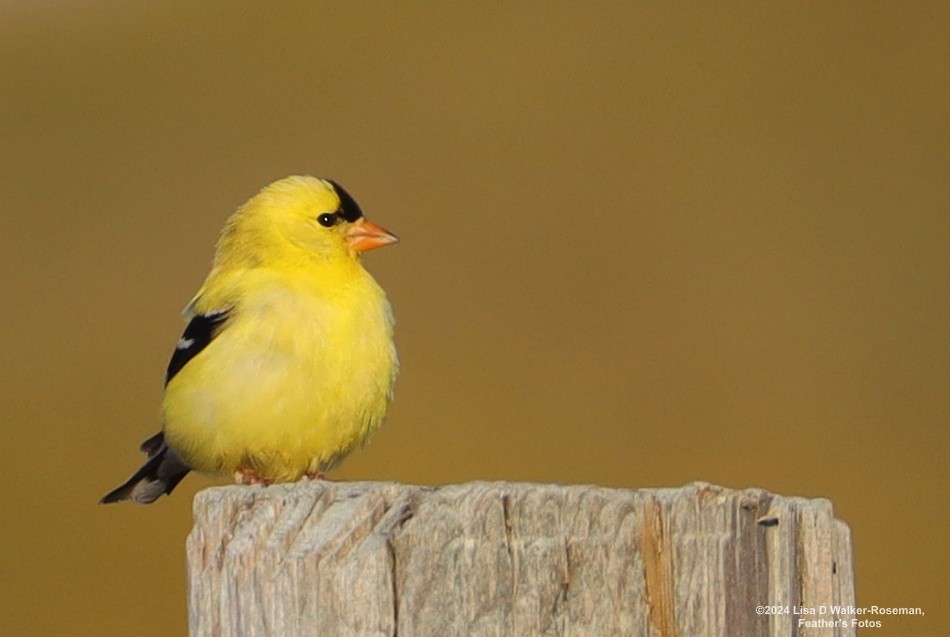 American Goldfinch - ML618688003