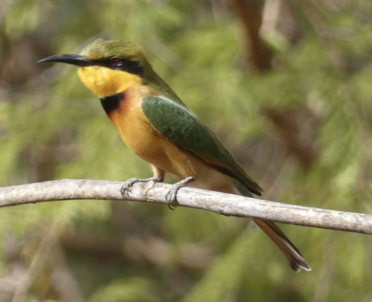 Little Bee-eater - Eugene Prewitt