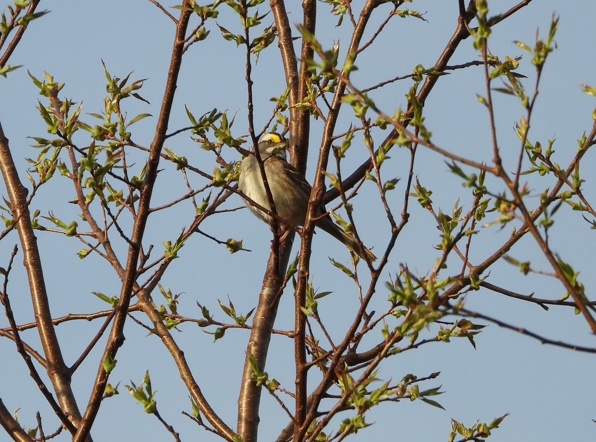 White-throated Sparrow - ML618688021