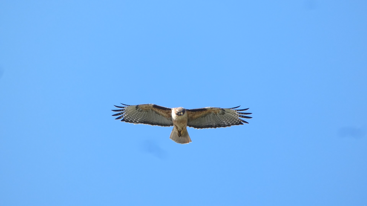 Red-tailed Hawk - ML618688032