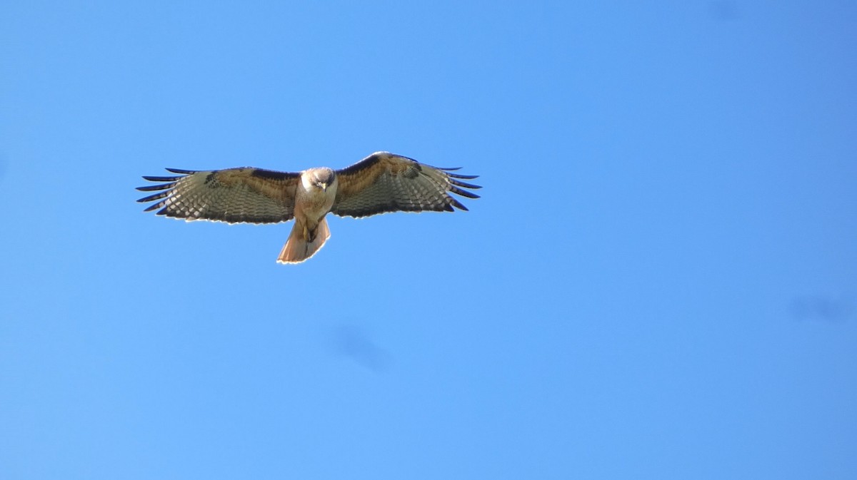 Red-tailed Hawk - ML618688033