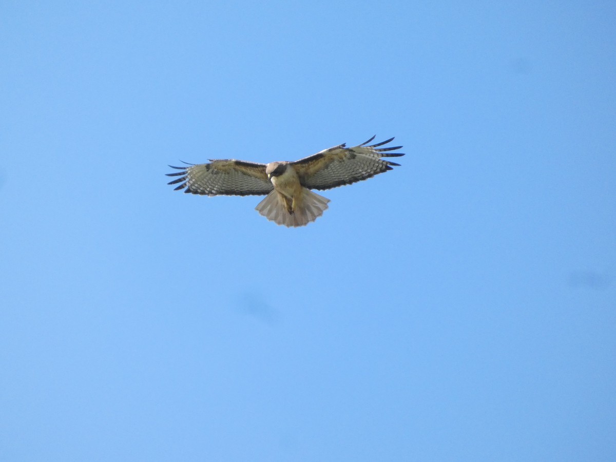 Red-tailed Hawk - ML618688034