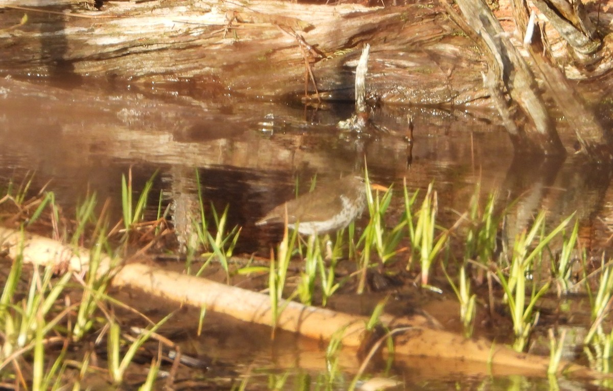 Spotted Sandpiper - ML618688038