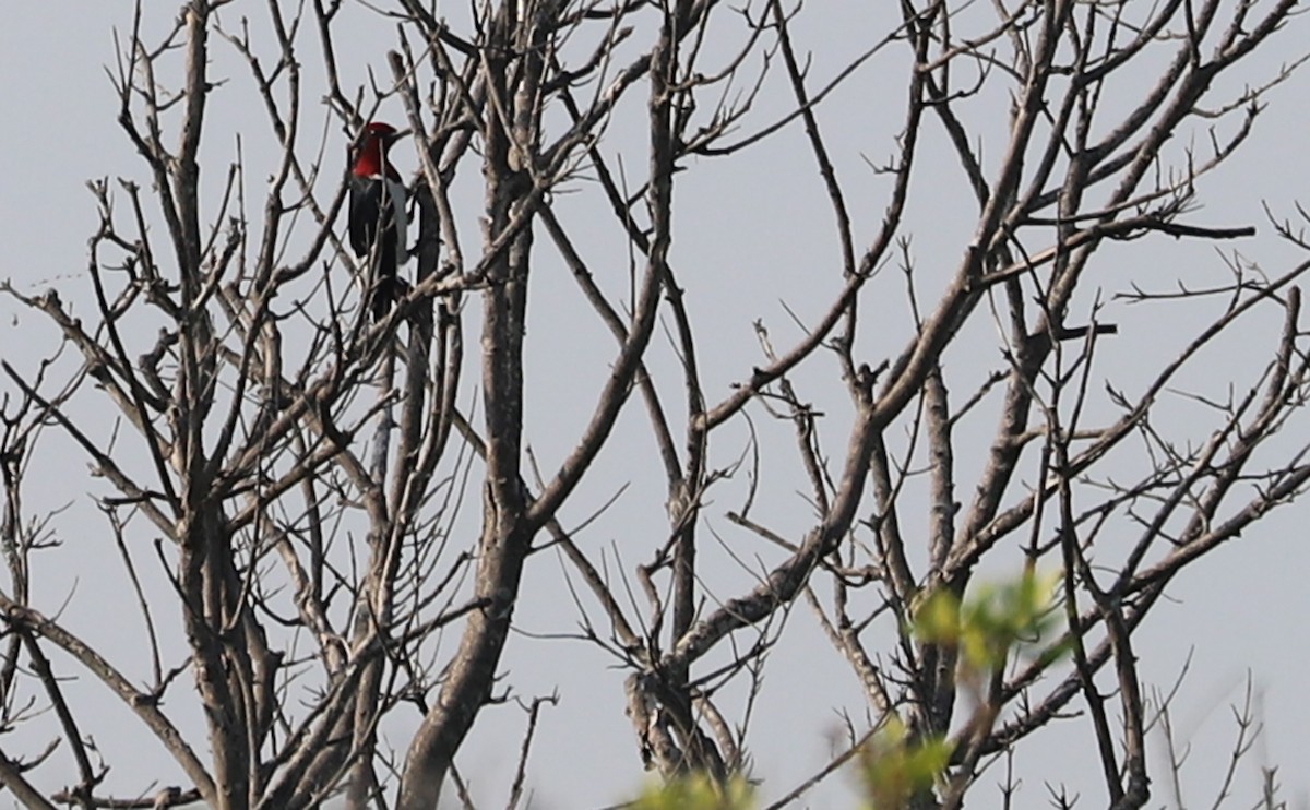 Red-headed Woodpecker - Rob Bielawski
