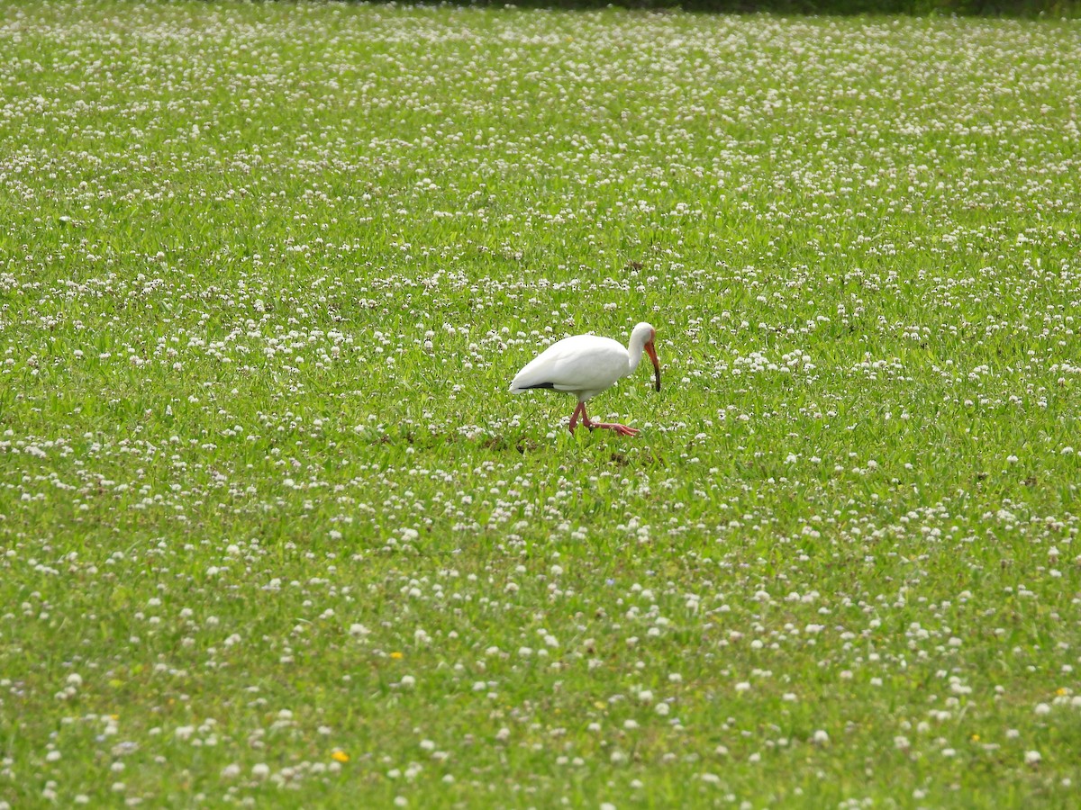 Ibis blanc - ML618688087