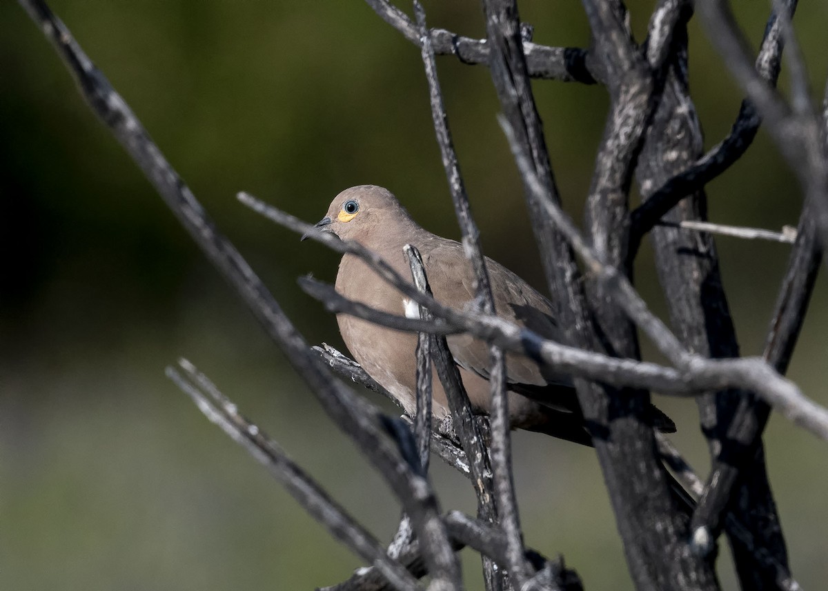 Black-winged Ground Dove - VERONICA ARAYA GARCIA