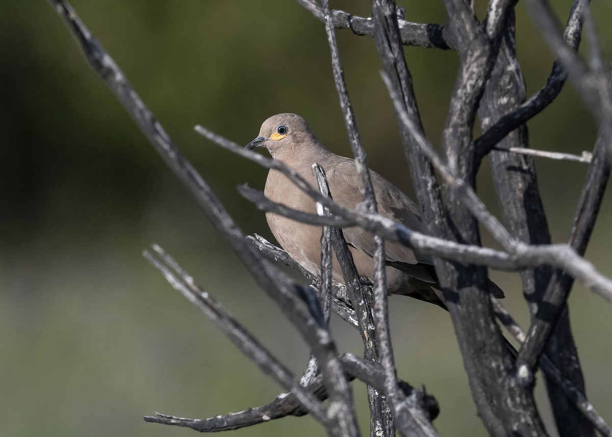 Black-winged Ground Dove - VERONICA ARAYA GARCIA