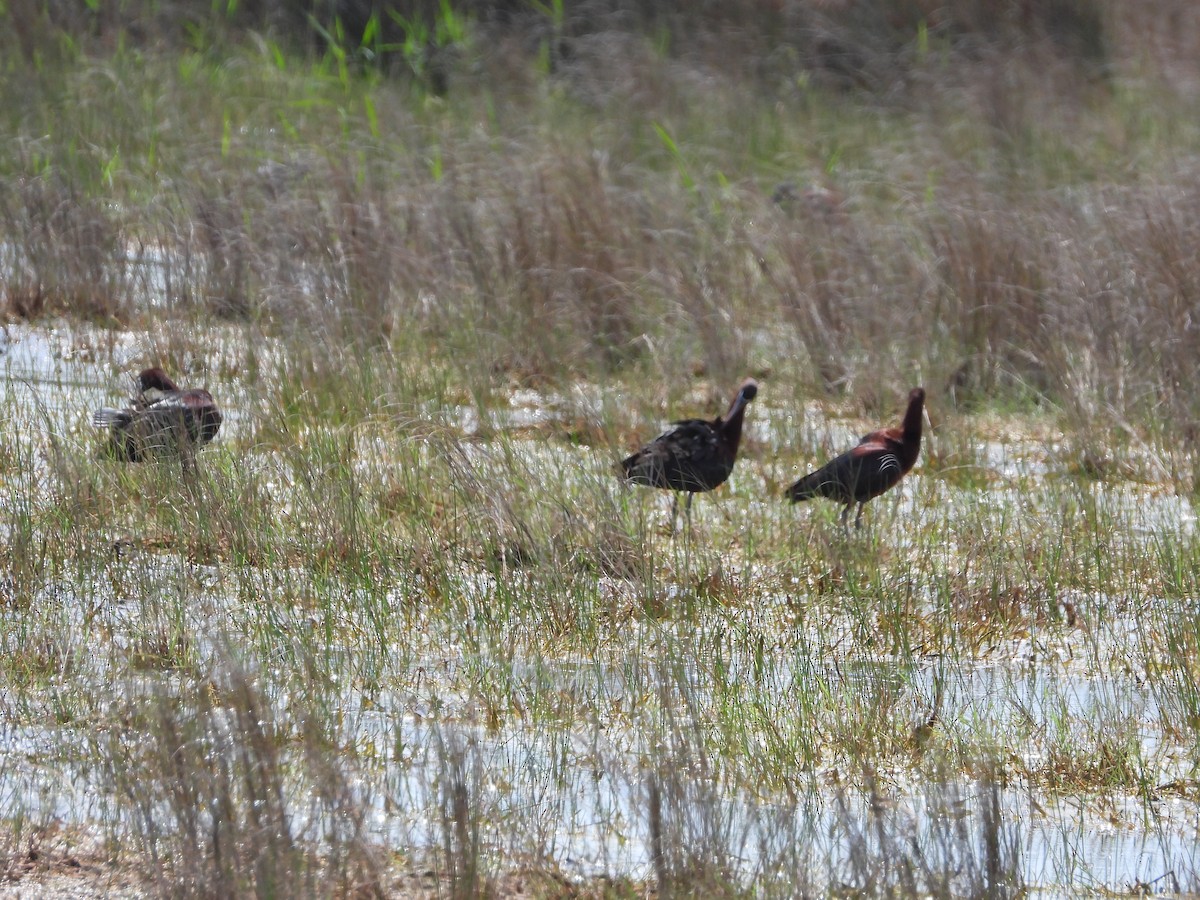 Glossy Ibis - ML618688130