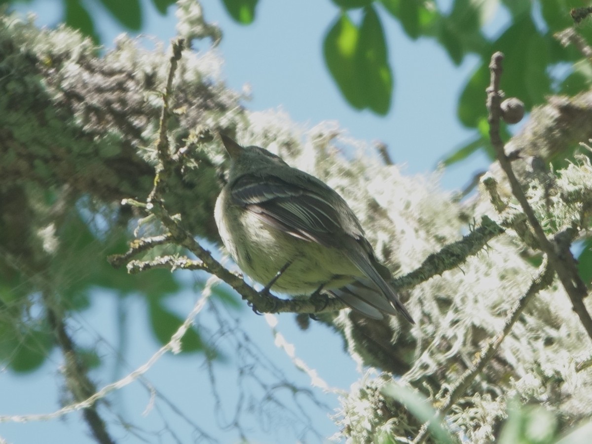 Hammond's Flycatcher - ML618688154