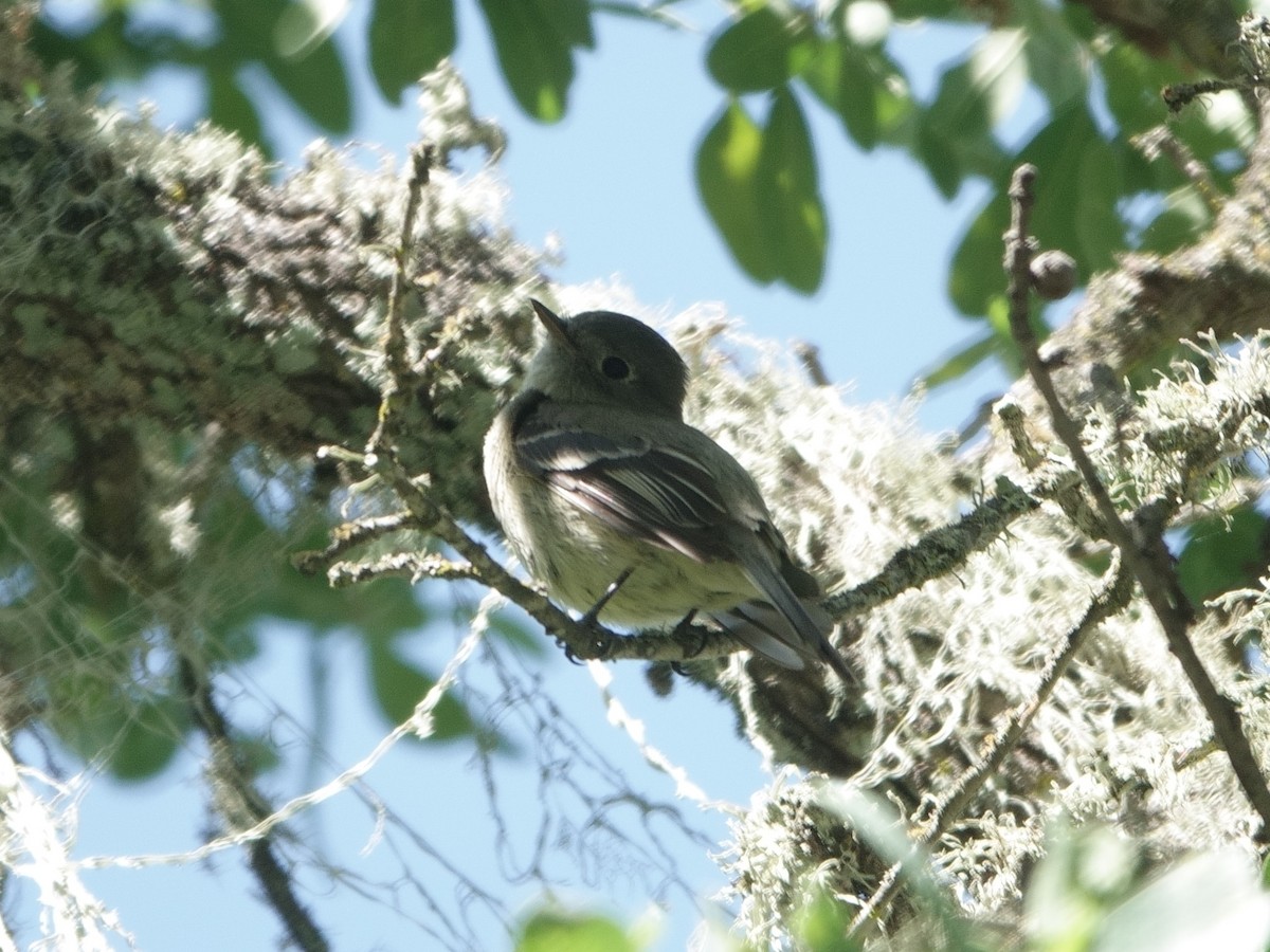 Hammond's Flycatcher - ML618688155