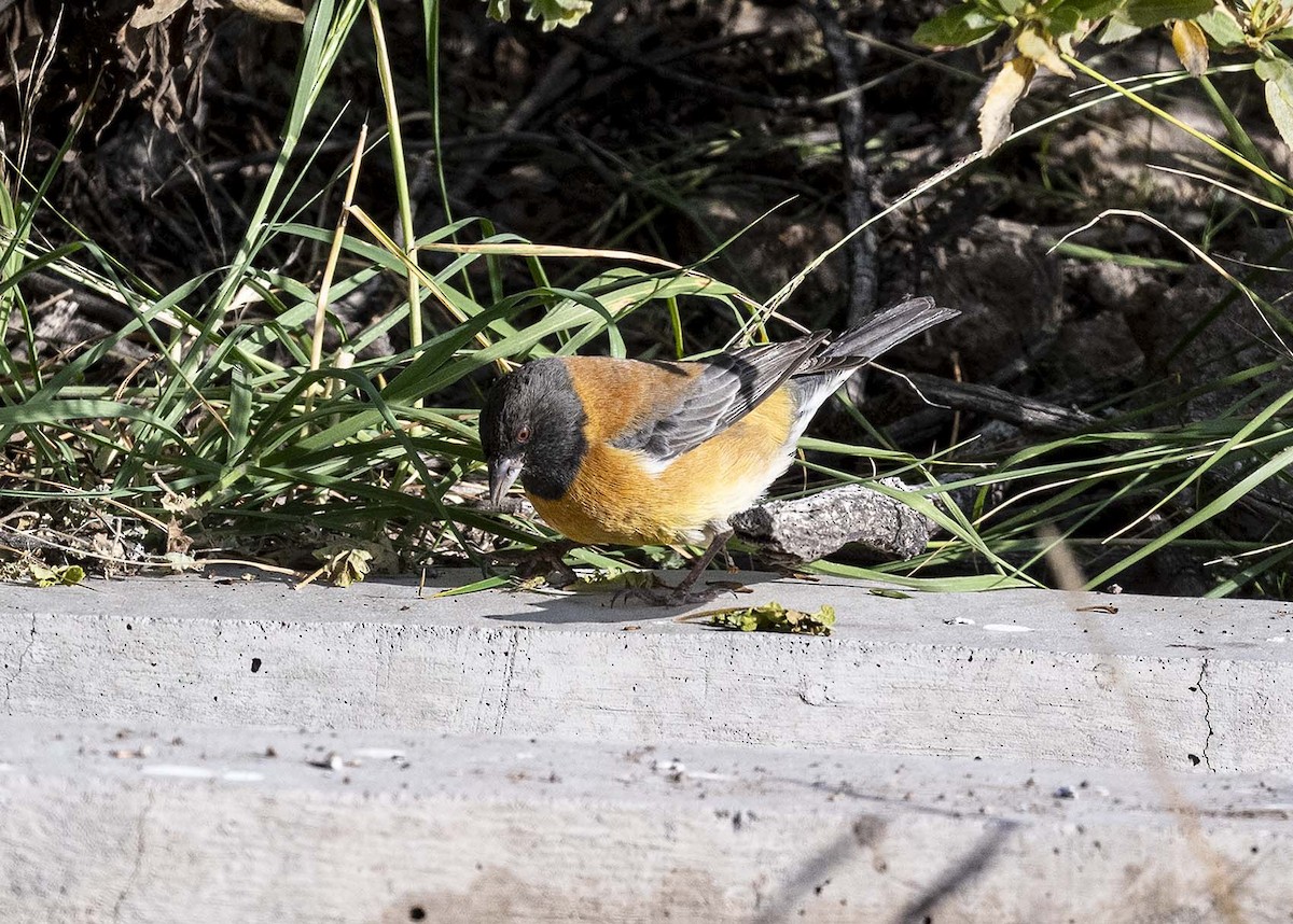 Black-hooded Sierra Finch - VERONICA ARAYA GARCIA