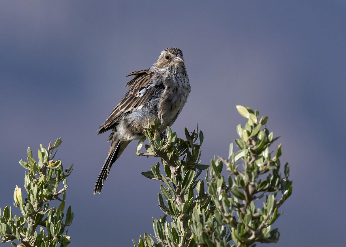 Mourning Sierra Finch - ML618688171