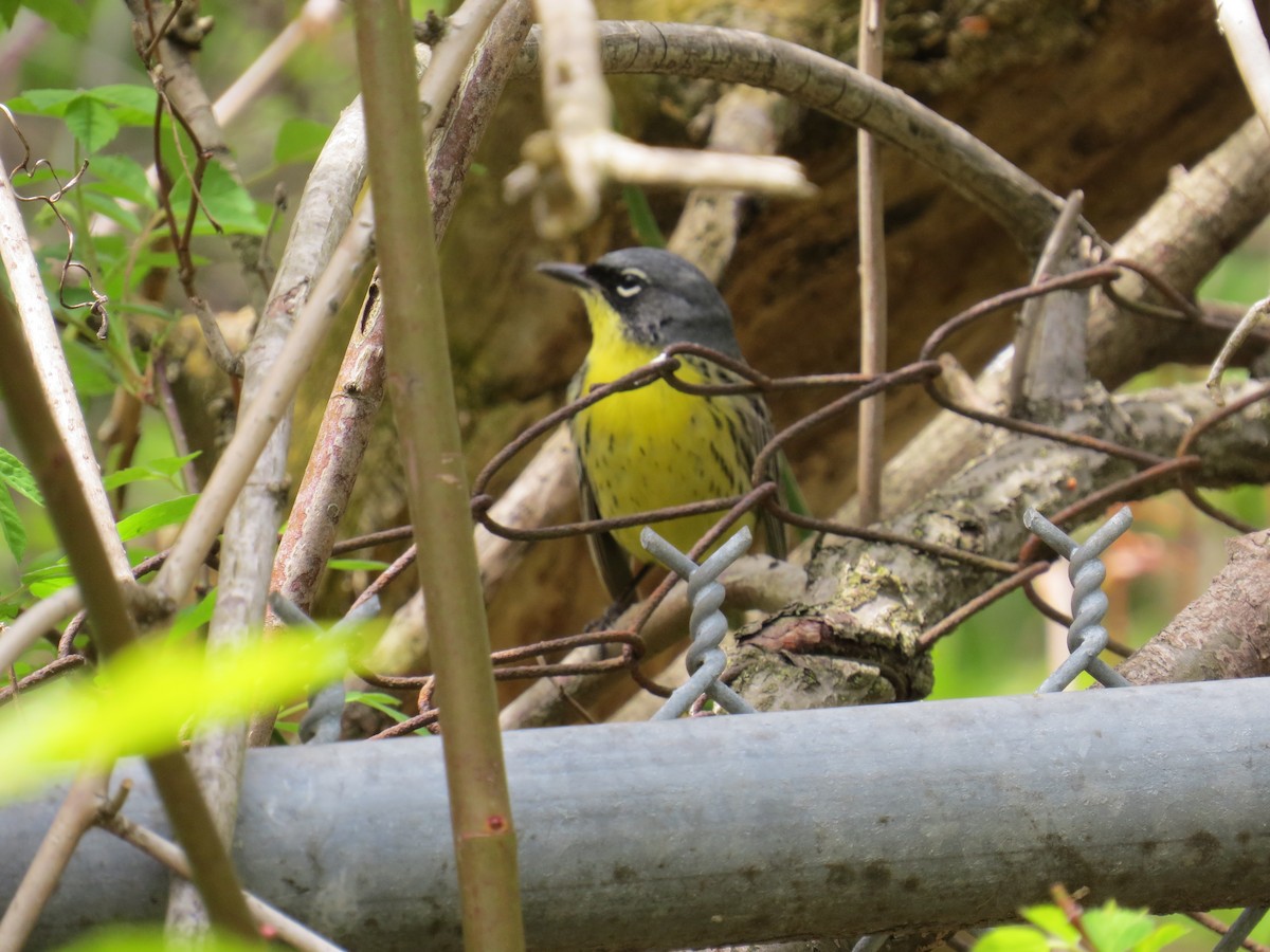 Kirtland's Warbler - ML618688177