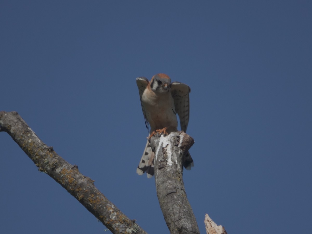 American Kestrel - Peter Schneekloth