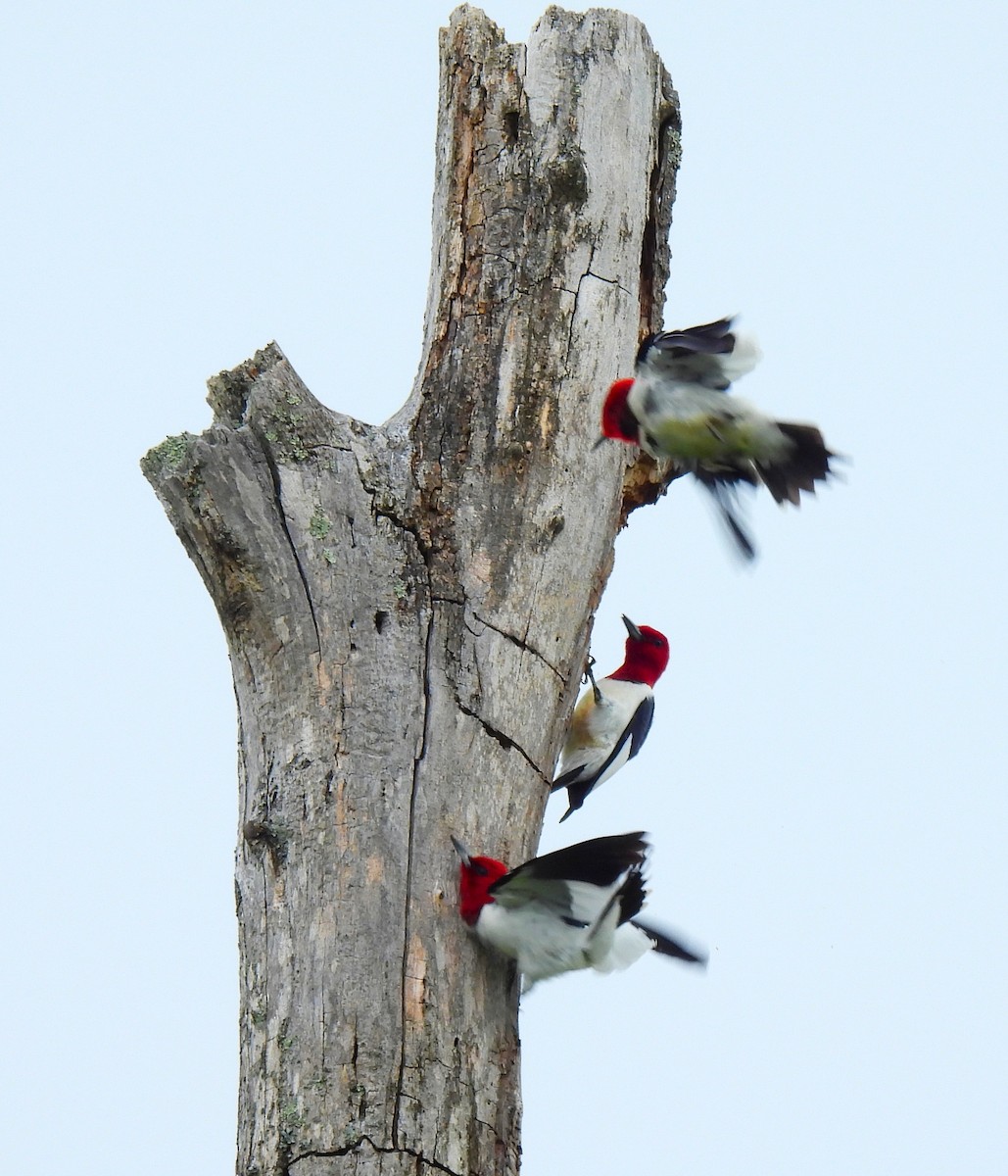 Red-headed Woodpecker - Fred Fahmy