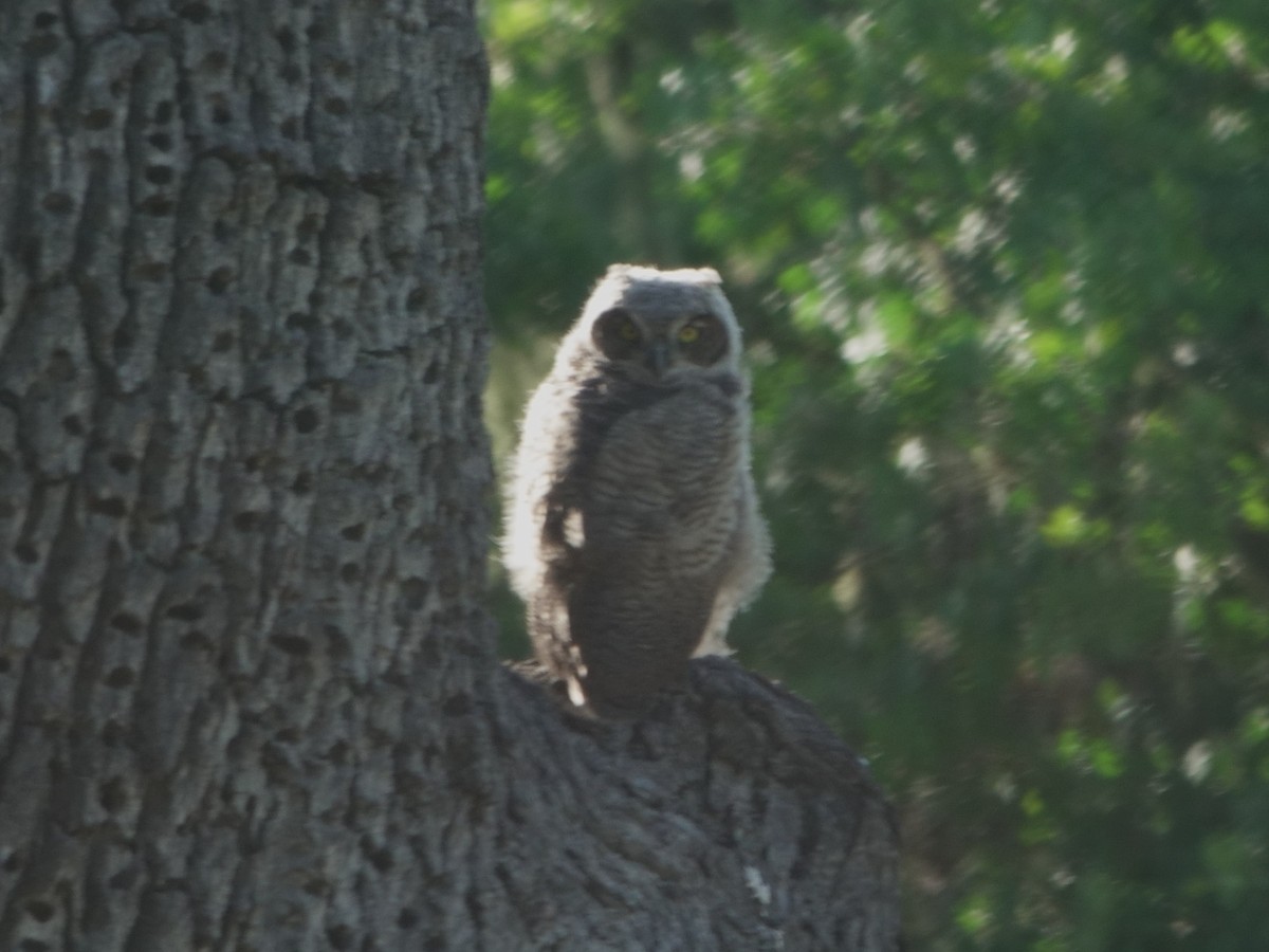 Great Horned Owl - ML618688214