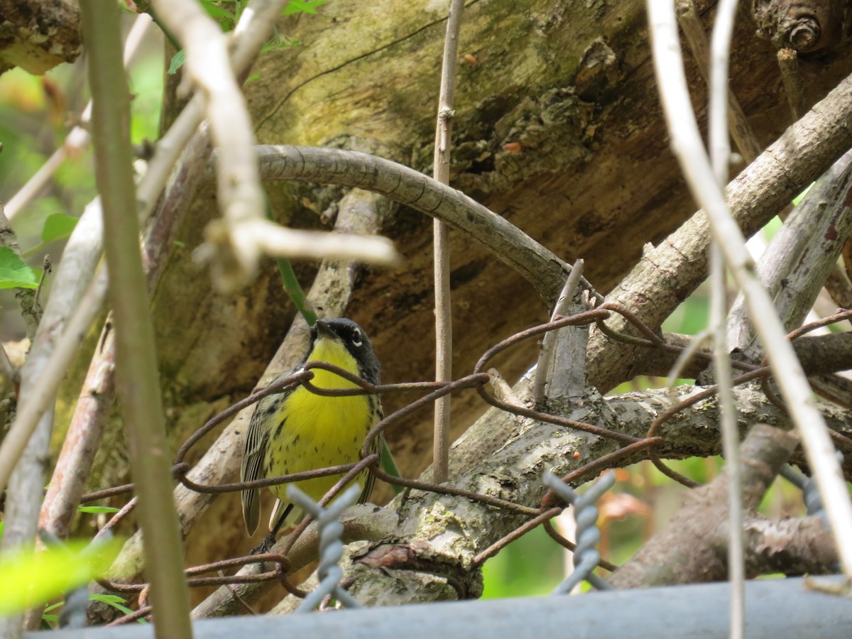 Kirtland's Warbler - ML618688216