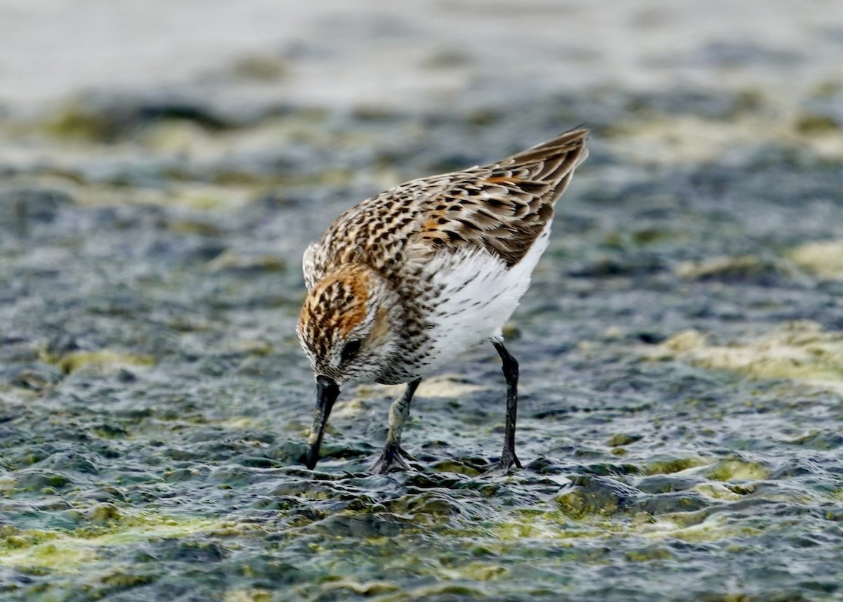 Western Sandpiper - ML618688227