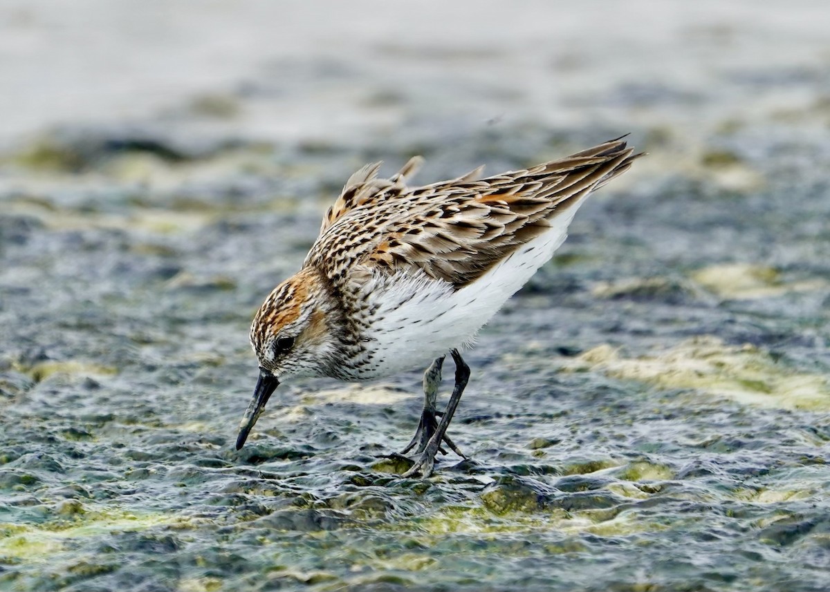 beringsnipe - ML618688228