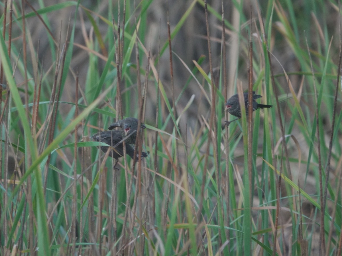 Tricolored Blackbird - ML618688239