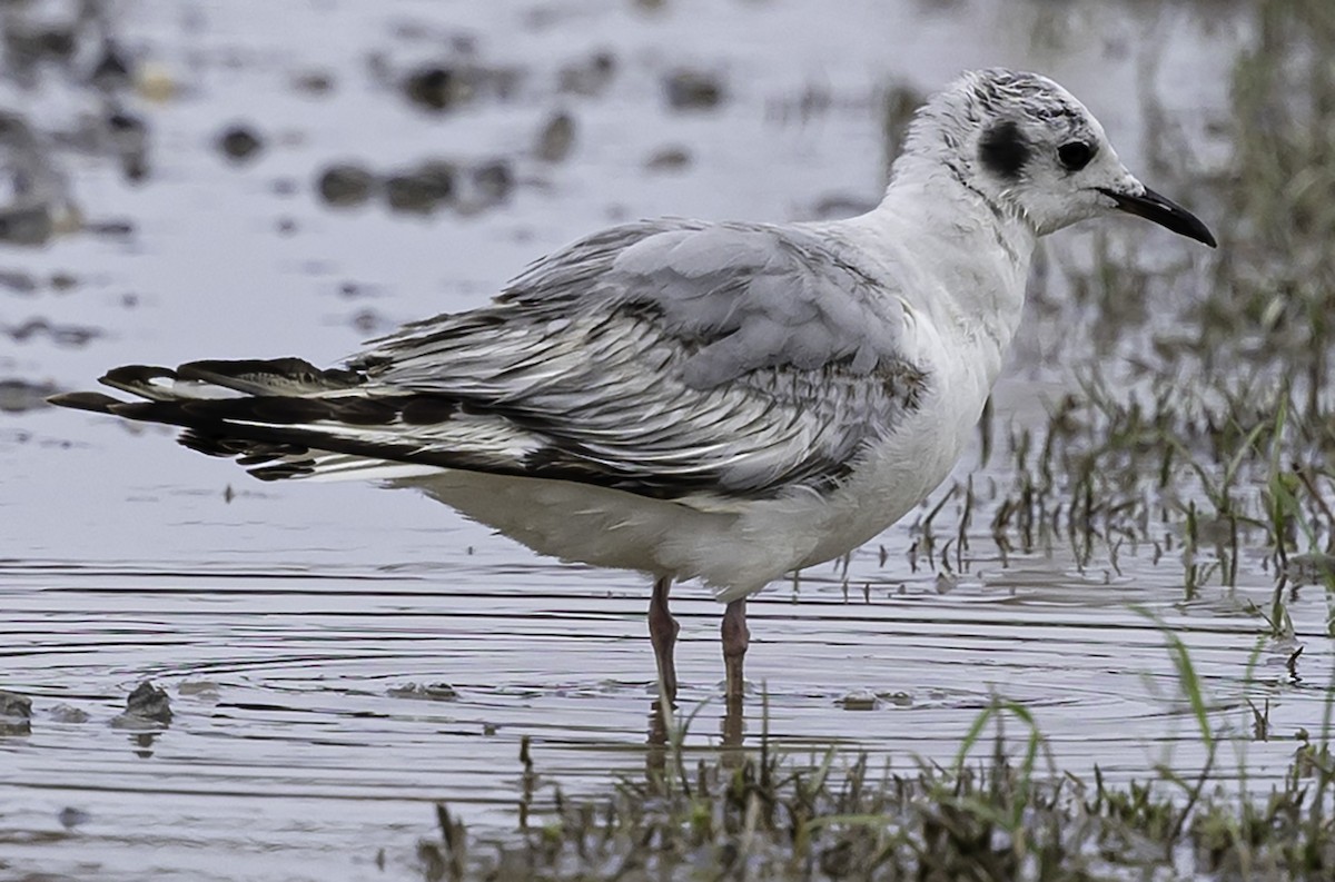 Bonaparte's Gull - ML618688262