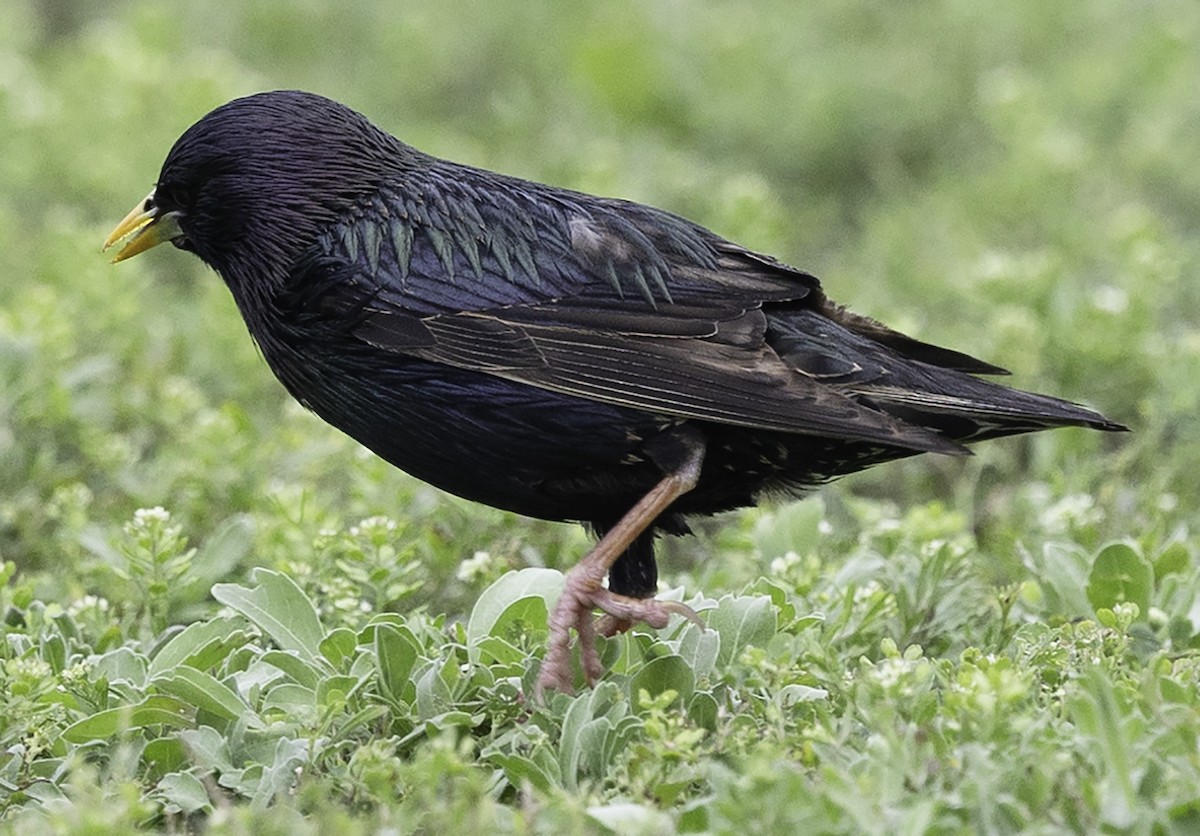 European Starling - ML618688272