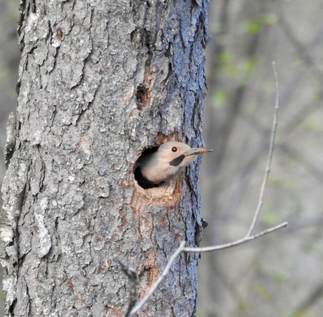 Northern Flicker - ML618688295