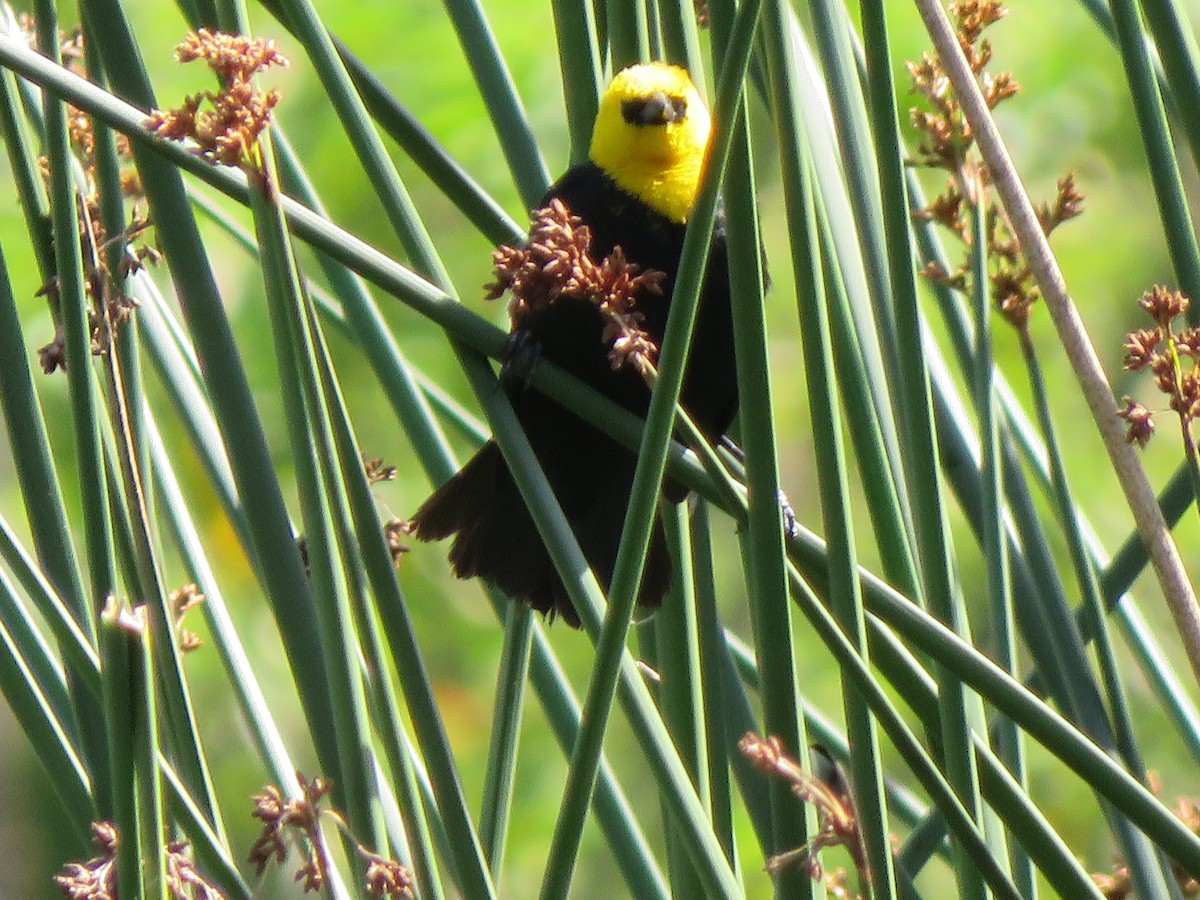 Yellow-hooded Blackbird - René Leal