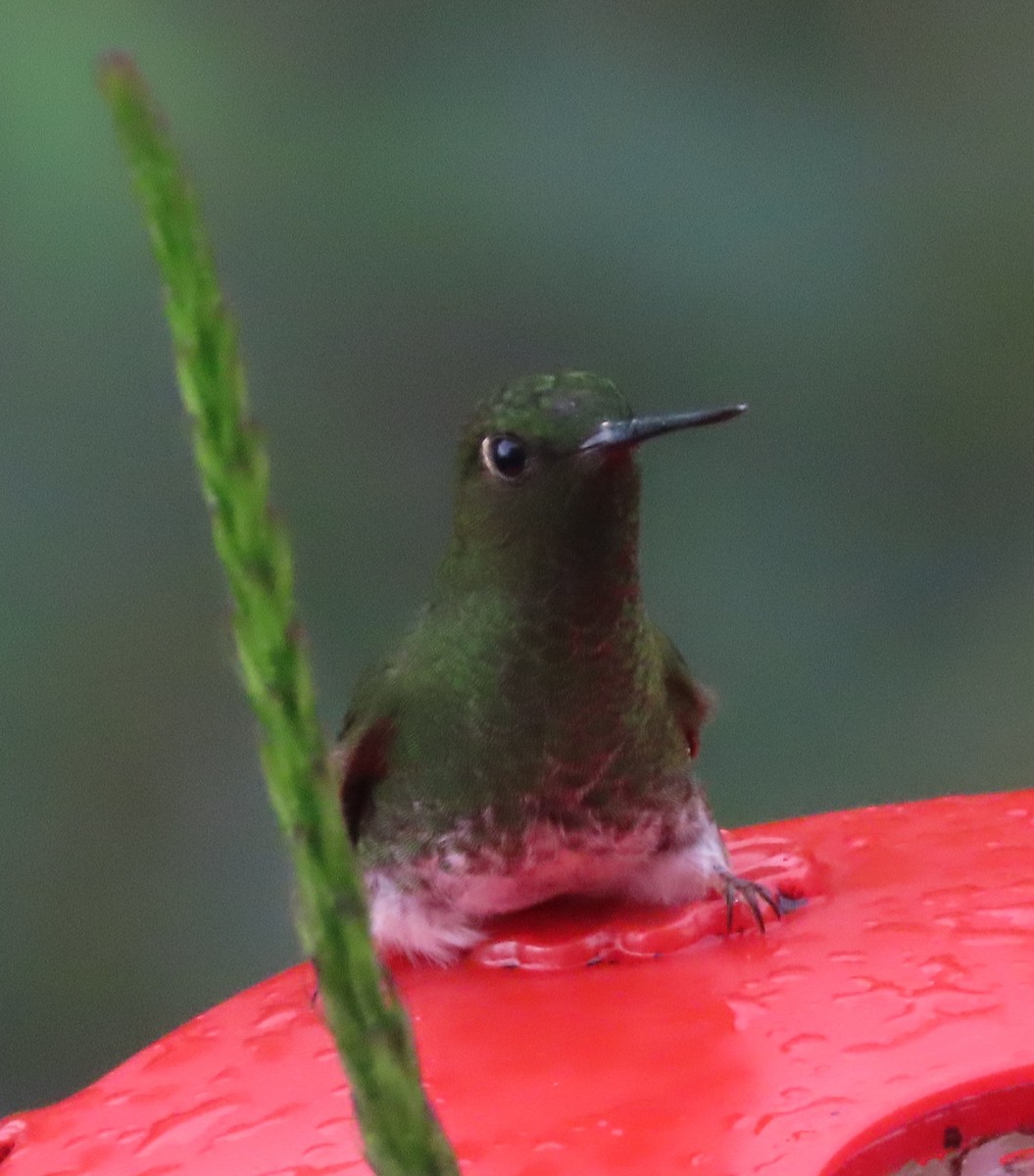 kolibřík zelenkavý - ML618688365