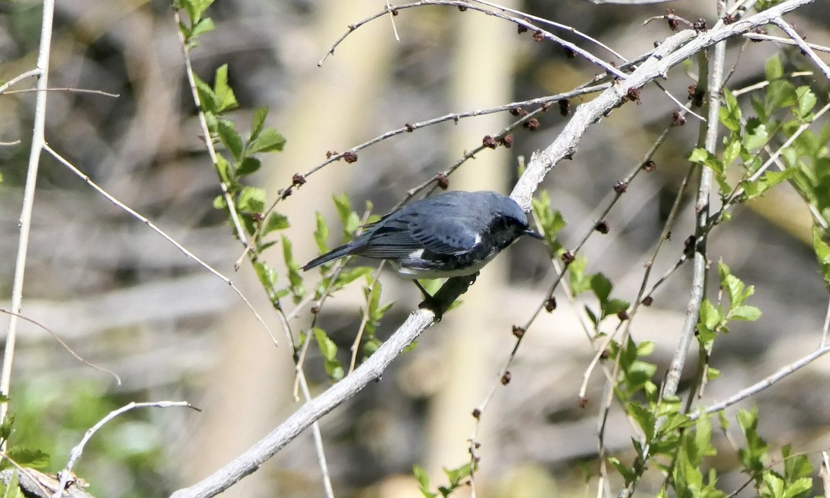 Black-throated Blue Warbler - Don Hall