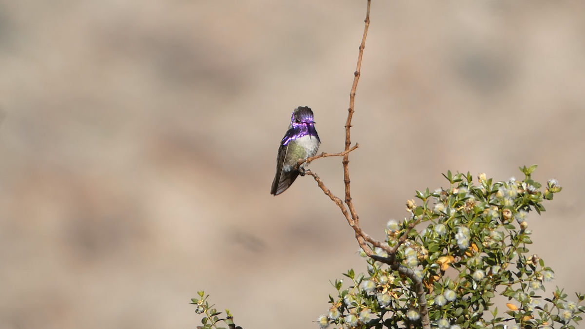 Costa's Hummingbird - Rob Hamilton