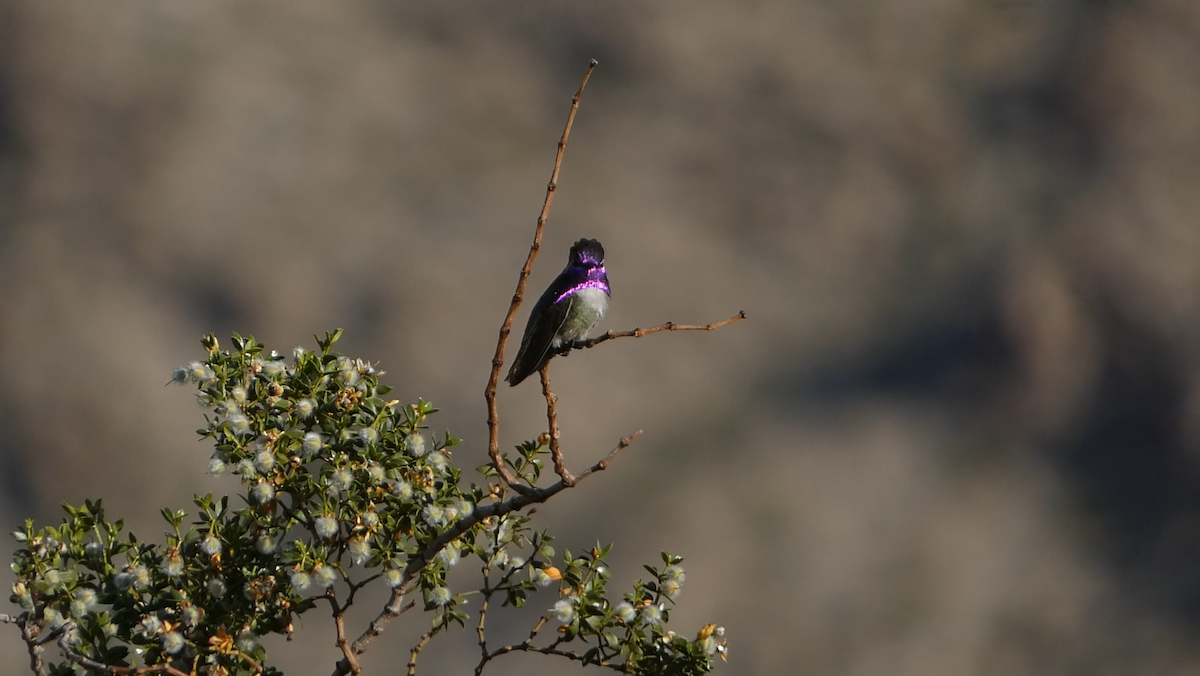 Costa's Hummingbird - Rob Hamilton