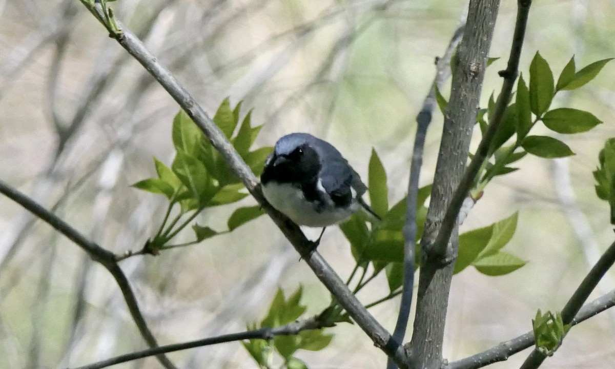 Black-throated Blue Warbler - ML618688420