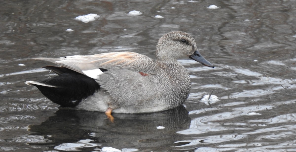 Gadwall - ML618688422