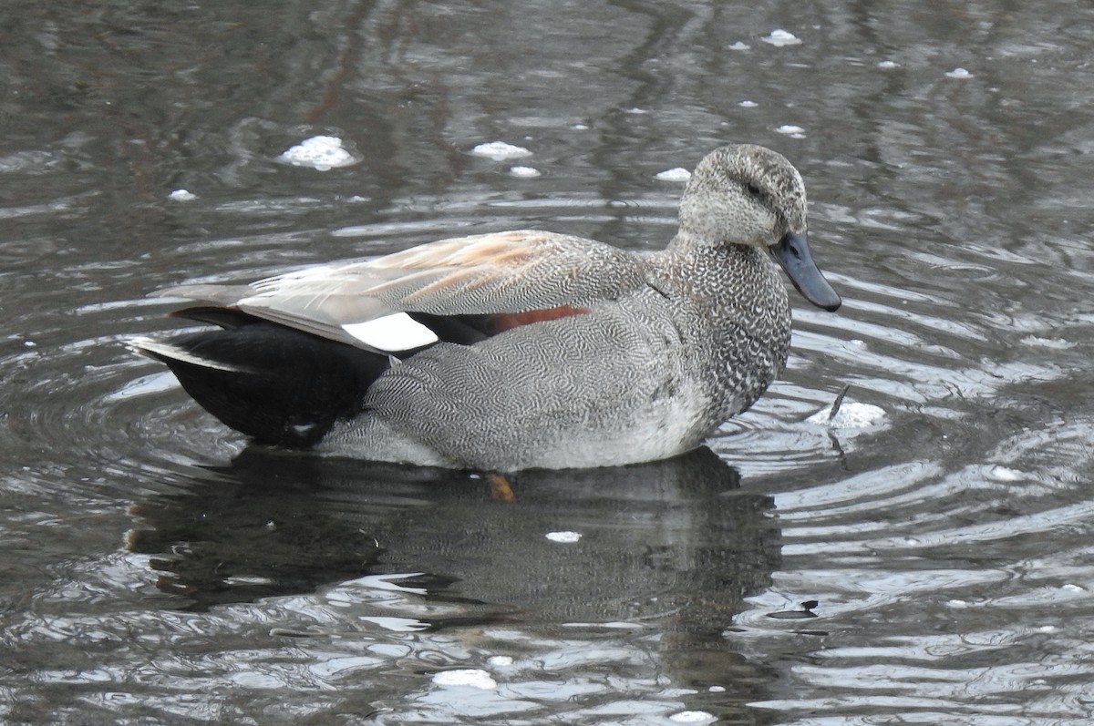 Gadwall - ML618688423