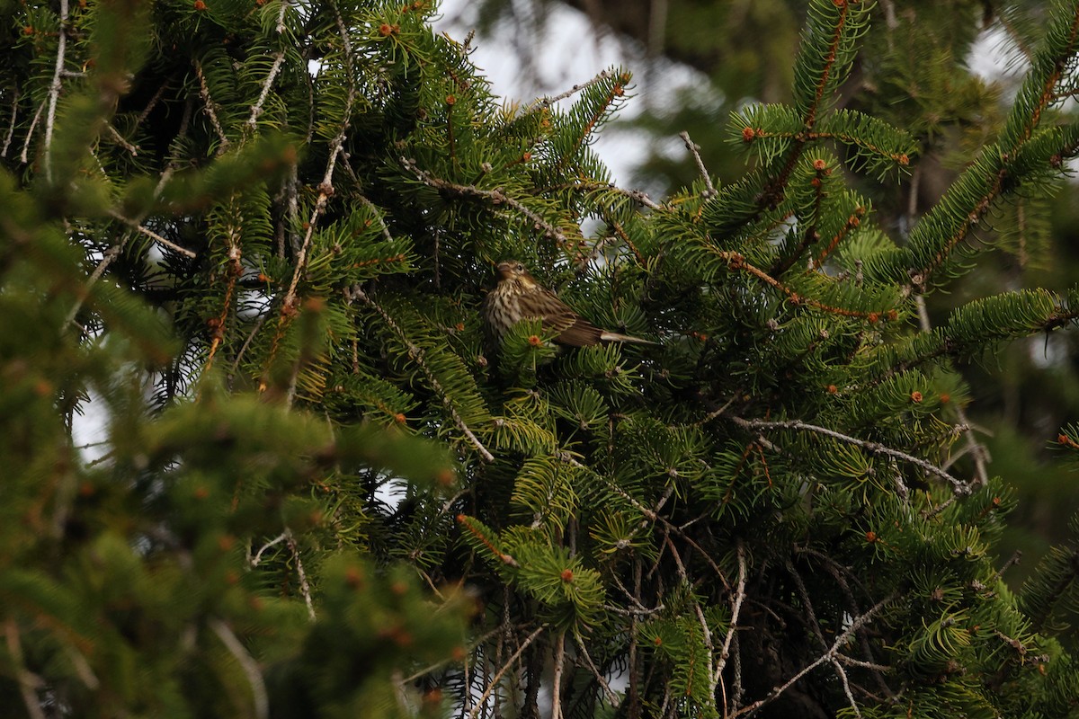 Cassin's Finch - ML618688435