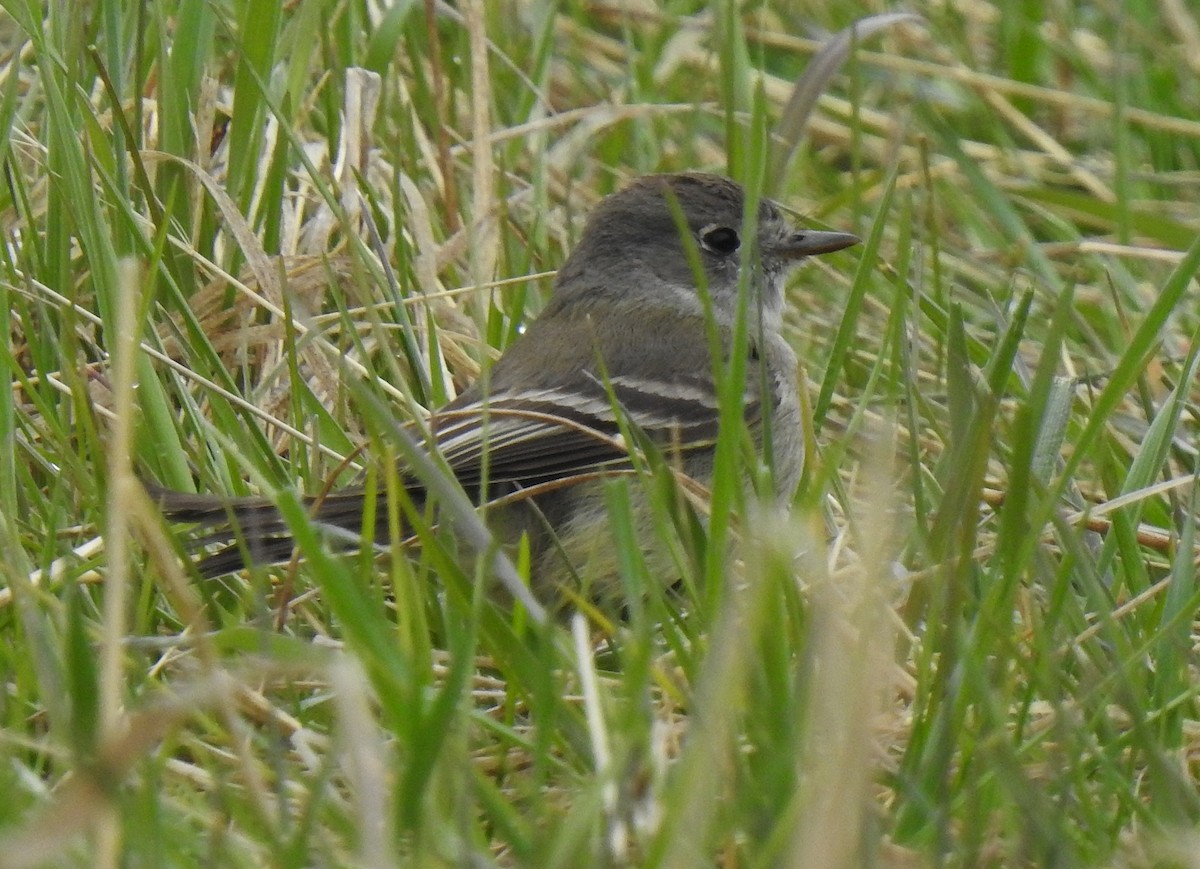 Dusky Flycatcher - Pat Grantham