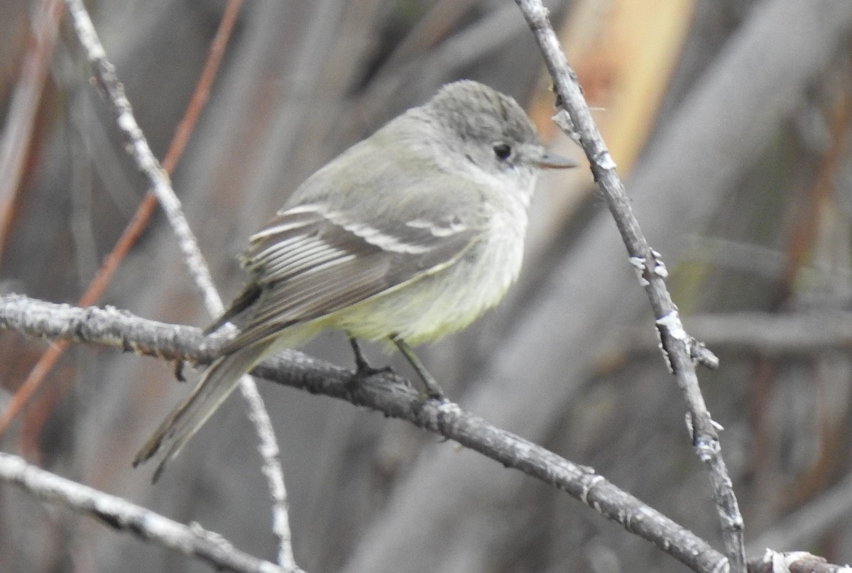 Dusky Flycatcher - ML618688443