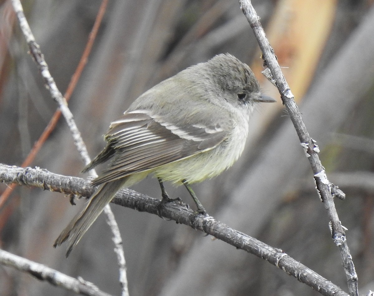 Dusky Flycatcher - ML618688444