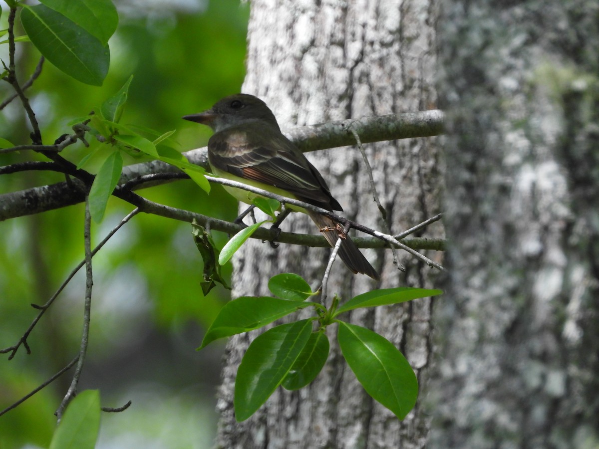 Great Crested Flycatcher - ML618688449