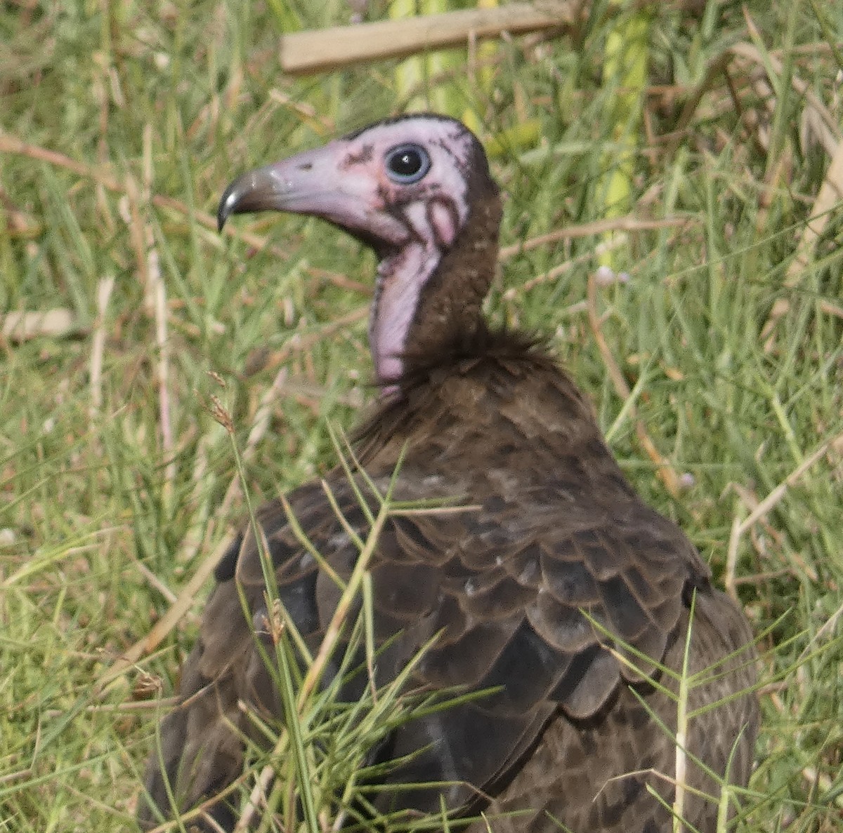 Hooded Vulture - ML618688478