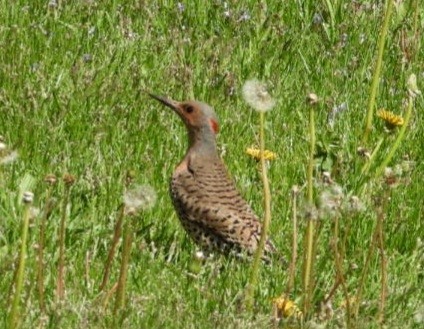 Northern Flicker - ML618688492