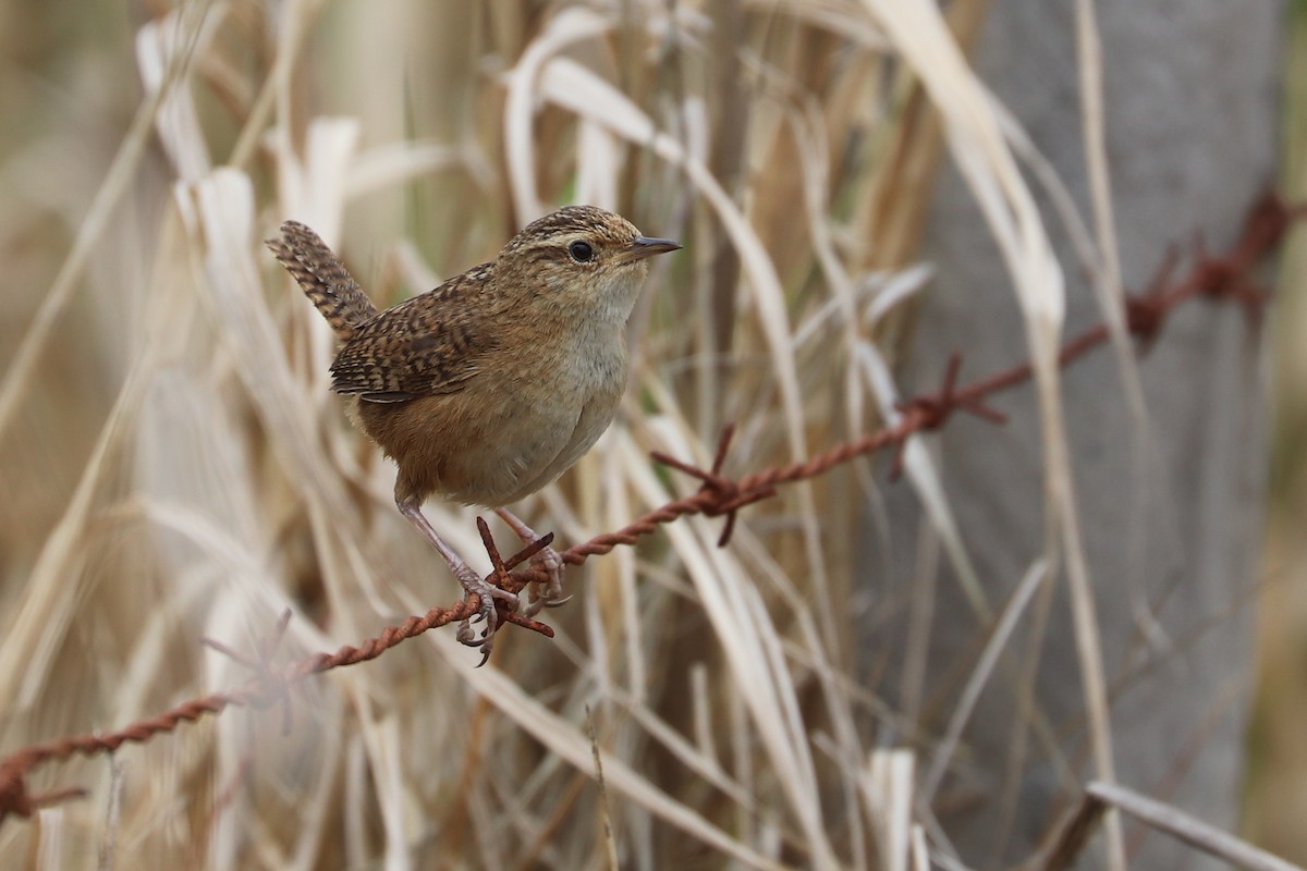 Cucarachero Sabanero (aequatorialis) - ML618688511