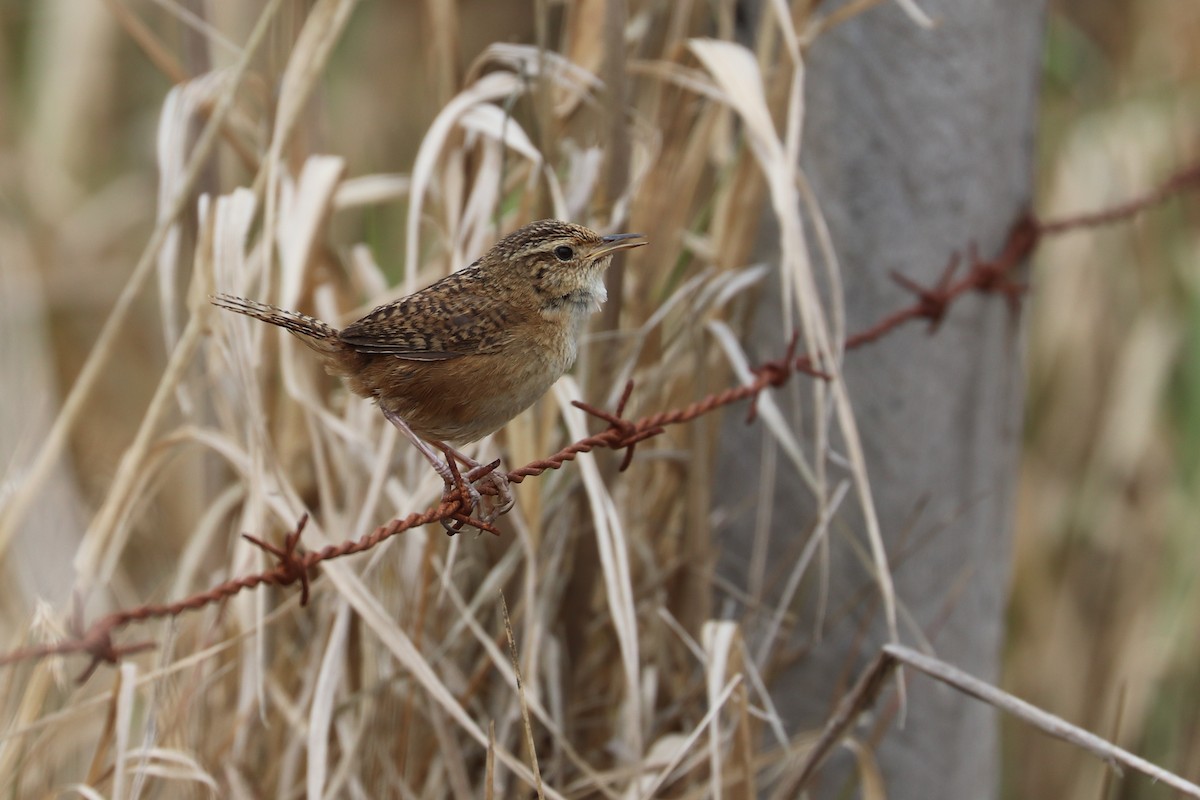 コバシヌマミソサザイ（aequatorialis） - ML618688512