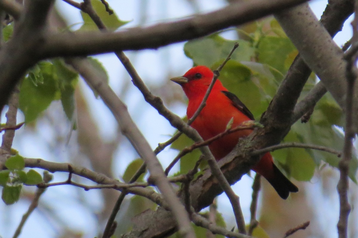 Scarlet Tanager - ML618688513