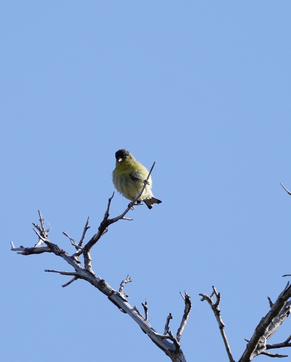 Lesser Goldfinch - ML618688532