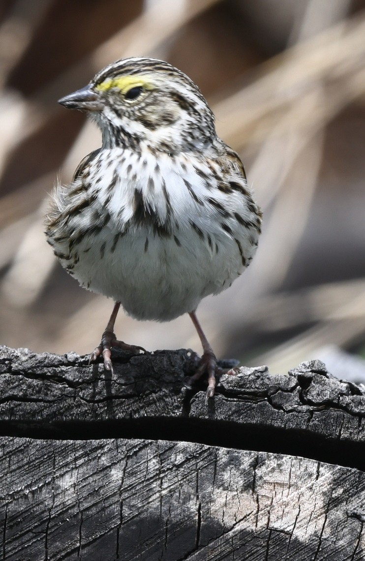 Savannah Sparrow (Savannah) - Randy Bodkins